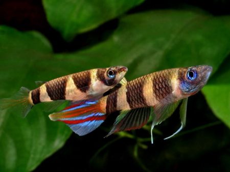 Epiplatys annulatus (Clown Killi   S) Supply