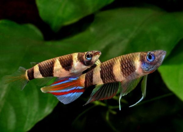 Epiplatys annulatus (Clown Killi   S) Supply