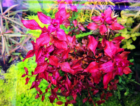 Ludwigia Super Red (1 POT) For Sale