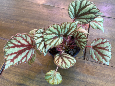 Begonia luzonensis Cheap