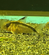 Corydoras CW112 For Sale