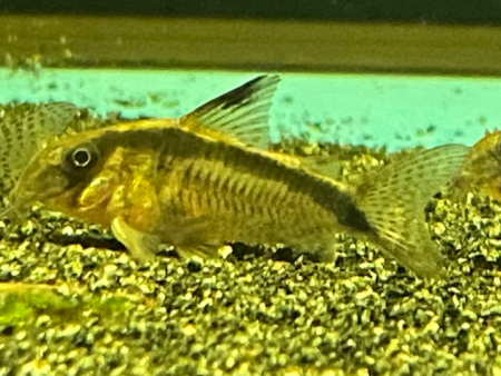 Corydoras CW112 For Sale