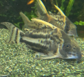 Corydoras schwartz Cheap