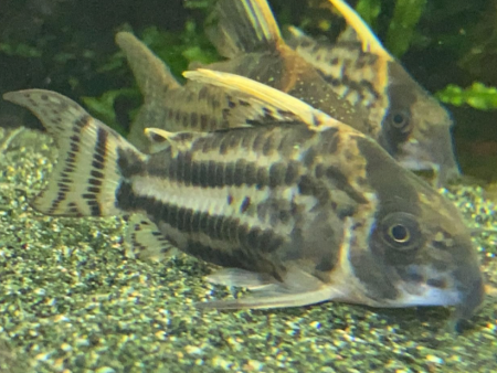 Corydoras schwartz Cheap