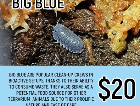 Big Blue Isopods (5-7PC) Fashion