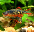 Galaxy rasbora (L) Discount