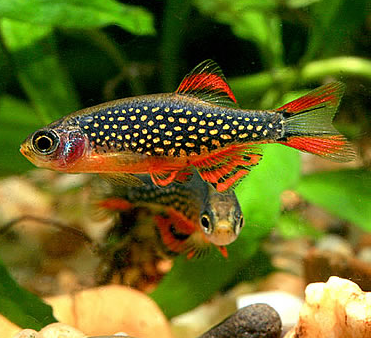 Galaxy rasbora (L) Discount