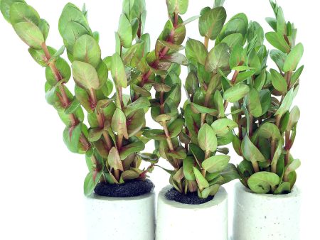 Rotala macrandra green (1 POT) Hot on Sale