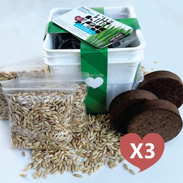 Grow Your Own Cat Grass Kits (3x) by Three Farms Hot on Sale