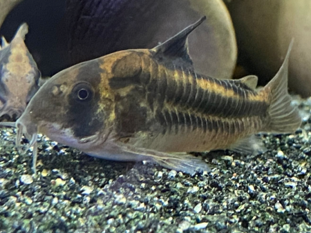 Corydoras sp CW169 Online now