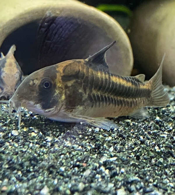 Corydoras sp CW169 Online now