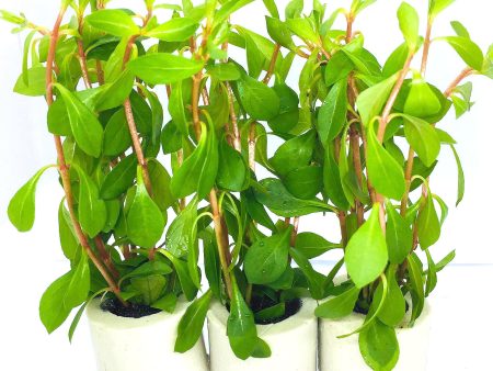 Ludwigia repens (1 POT) on Sale