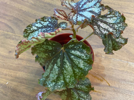 Begonia Galaxy For Cheap