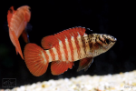 Dario sp.  Myanmar  (Tiger badis) Hot on Sale