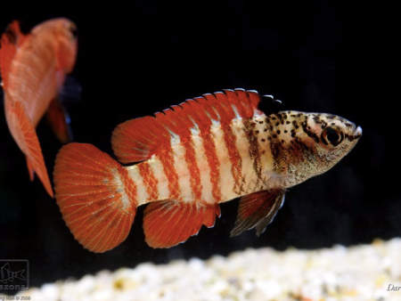 Dario sp.  Myanmar  (Tiger badis) Hot on Sale