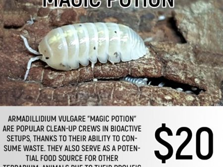 Armadillidium vulgare  Magic Potion  (5-7PC) Online Hot Sale