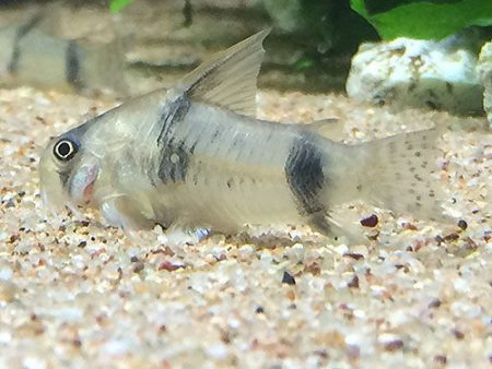 Corydoras asher Discount