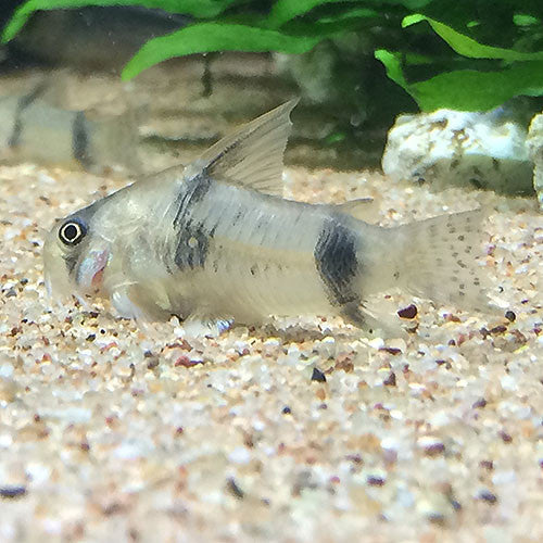 Corydoras asher Discount