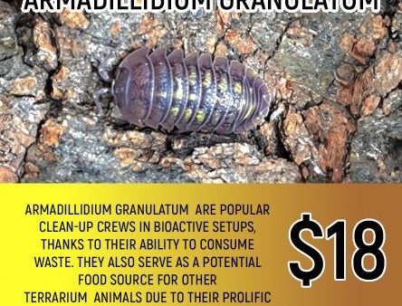 Armadillidium granulatum Discount