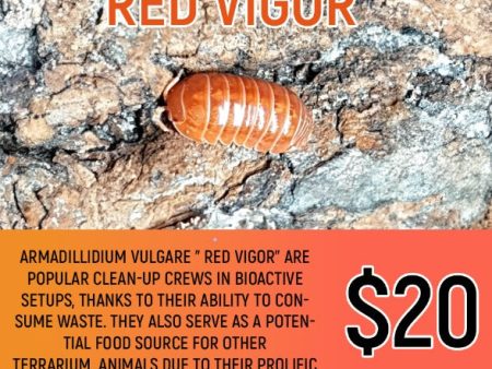 Armadillidium vulgare  Red Vigor  (5-7PC) Discount