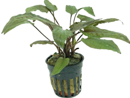 Cryptocoryne walkeri (1 POT   095) Online now