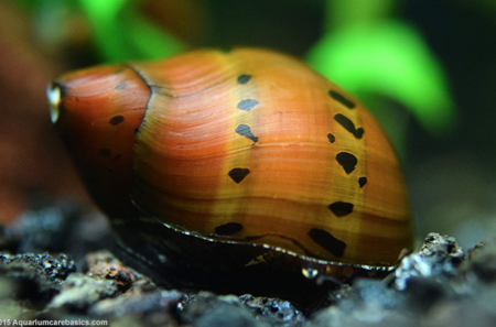 Neritina natalensis sp.  Tiger  (Tiger Nerite Snail) Sale