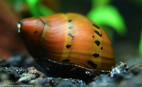 Neritina natalensis sp.  Tiger  (Tiger Nerite Snail) Sale