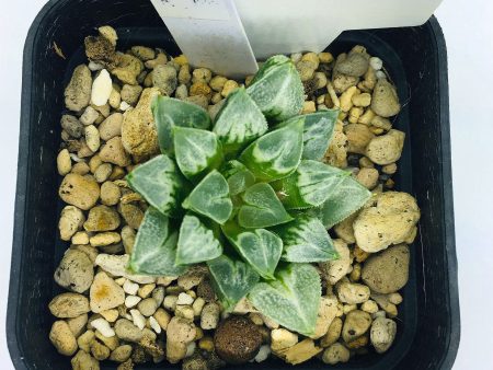 S&C Haworthia Spp (#056   7cm Pot) For Cheap