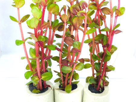 Rotala rotundifolia (1 POT) on Sale