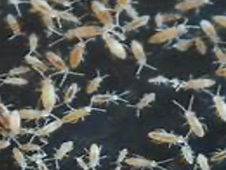 Tropical White Springtails (Cup) Sale