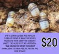 White Shark Isopods For Cheap