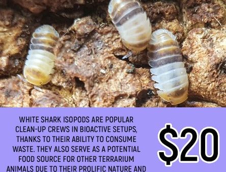 White Shark Isopods For Cheap