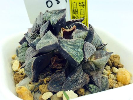 S&C Haworthia Spp (#054   7cm Pot) Fashion