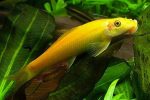 Golden Algae Eater Fashion