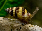 Assassin Snail Discount