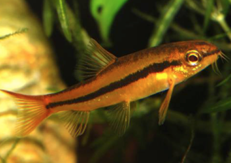 Rosy Loach (Petruichthys sp.  Tuberoschistura arakanensis ) Discount