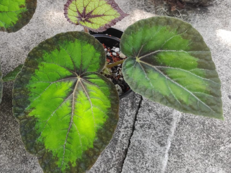 Begonia Green Goddess For Sale