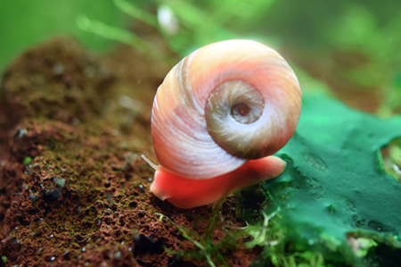 Ramshorn Snail (Red   Planorbis rubrum) on Sale