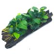 Anubias barteri var. nana  Petite  (On Wood) Discount