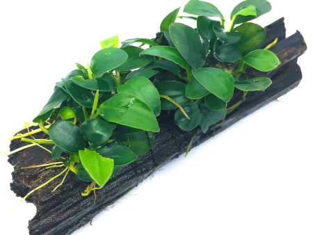 Anubias barteri var. nana  Petite  (On Wood) Discount