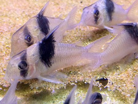 Corydoras sp CW049 Online now