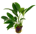 Anubias barteri var. angustifolia (1 POT) Online Sale