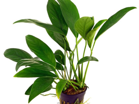 Anubias barteri var. angustifolia (1 POT) Online Sale