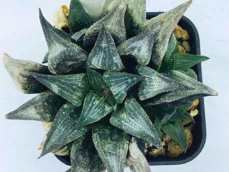 S&C Haworthia Spp (#142   7cm Pot) Online Sale