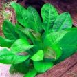 Echinodorus gabrielii (1 POT) For Sale