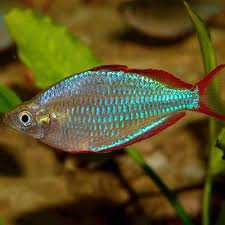 Melanotaenia praecox (Neon Rainbowfish   L   2.5 - 3  TL) For Cheap