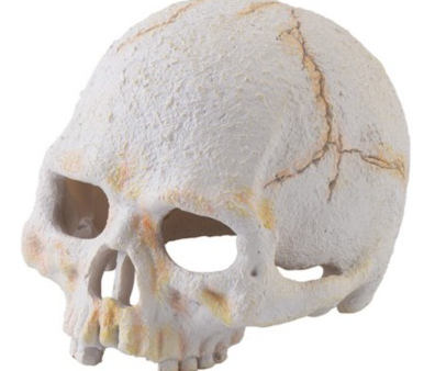 EXO-TERRA Primate Skull Sale