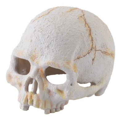 EXO-TERRA Primate Skull Sale