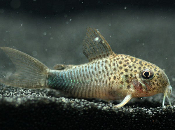 Corydoras similis (Brazil) Supply