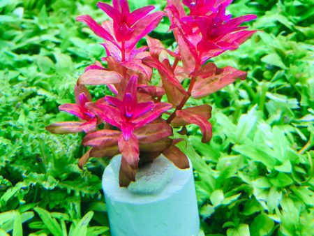 Rotala macrandra narrow leaf (1 POT) For Cheap